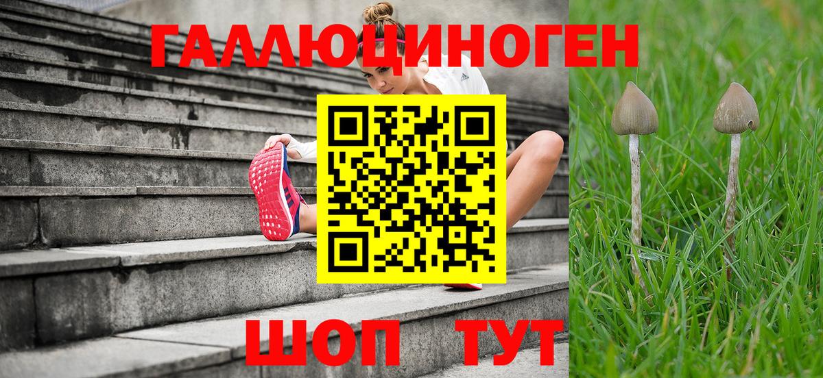 Псилоцибиновые грибы Psilocybine cubensis Екатеринбург